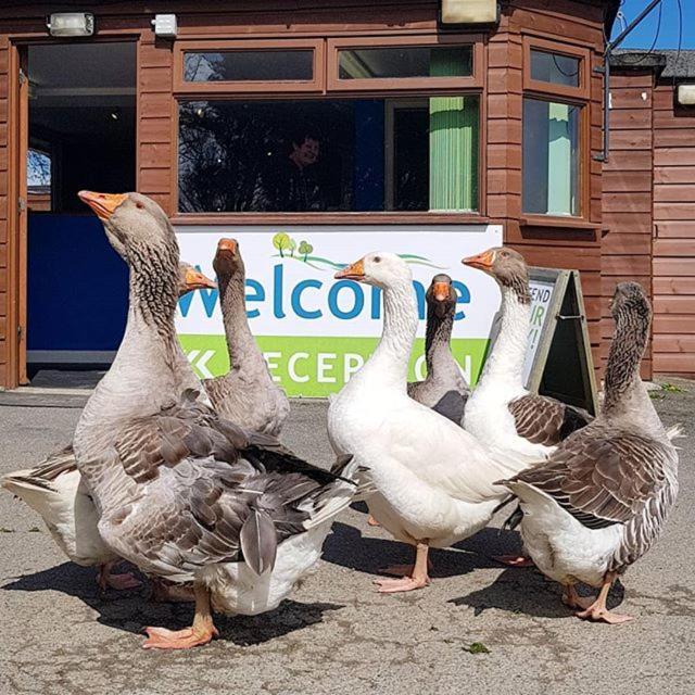 Trevella Holiday Park New Quay Exterior foto